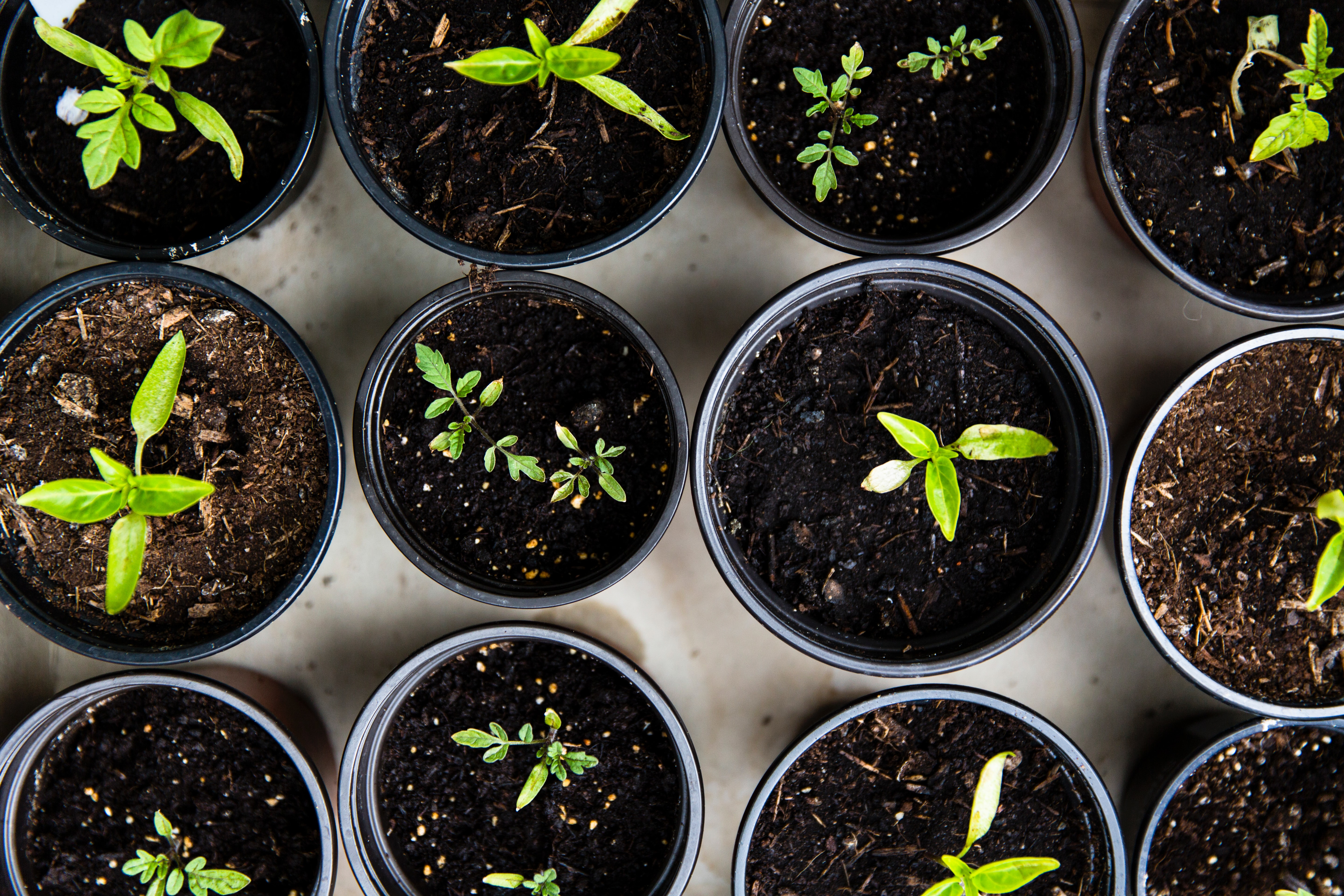 business growing plants